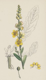 Verbascum Blattaria; Moth Mullein