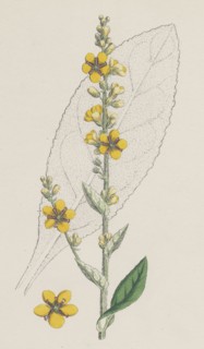 Verbascum Thapso-nigrum; Hybrid between Great and Dark Mulleins