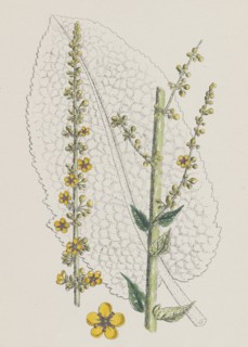 Verbascum nigro-pulverulentum; Hybrid between Dark and Hoary Mulleins