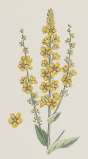 Verbascum nigro-Lychnitis; Hybrid between Dark and White Mulleins