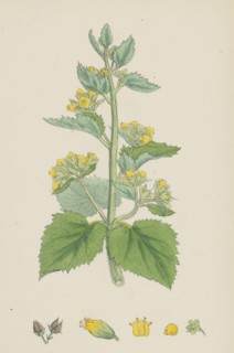 Scrophularia vernalis; Yellow Figwort