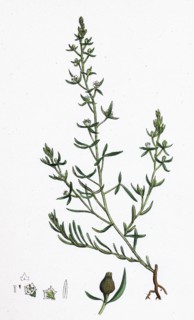 Thesium humifusum; Bastard Toadflax