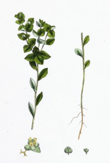 Euphorbia platyphylla; Broad-leaved Warted Spurge