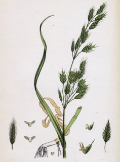 Bromus secalinus, var. genuinus; Rye Brome-grass, var. a.