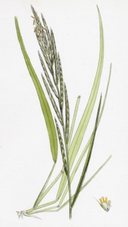 Brachypodium pinnatum; Barren False-Brome-grass