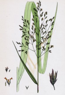Festuca sylvatica, var. genuina; Wood Fescue-grass, var. a.