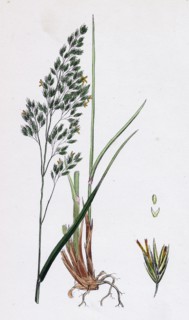 Festuca sylvatica, var. decidua; Wood Fescue-grass, var. B.