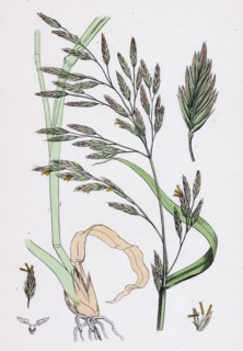 Festuca elatior var. genuina; Tall Fescue-grass, var. a.