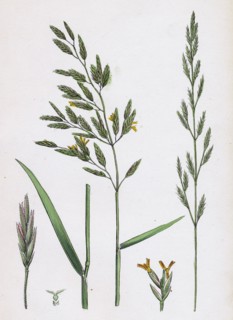 Festuca pratensis, var. genuina; Meadow Fescue-grass