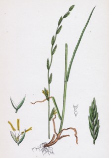 Festuca pratensis, var. loliacea; Meadow Fescue-grass, var. B.