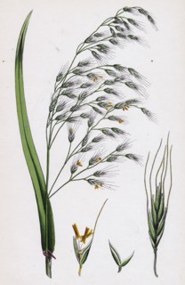Bromus giganteus, var. genuinus; Tall Brome-grass, var. a.