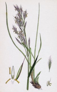 Bromus erectus; Upright perennial Brome-grass