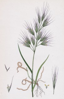Bromus Madritensis; Upright annual Brome-grass