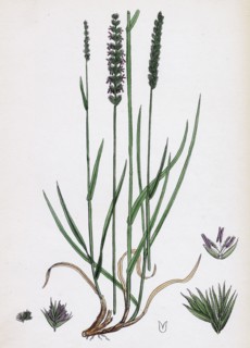 Cynosurus cristatus; Crested Dog's-tail-grass