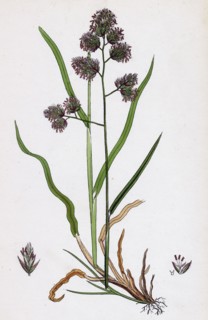 Dactylis glomerata; Rough Cock's-foot-grass