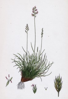 Festuca ovina, var. genuina; Sheep's Fescue-grass, var. a.