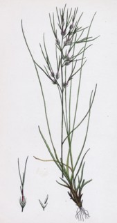 Festuca ovina, vivipara; Sheep's Fescue-grass, viviparous form