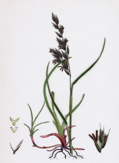 Festuca arenaria; Creeping Fescue-grass