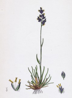 Poa bulbosa; Bulbous Meadow-grass