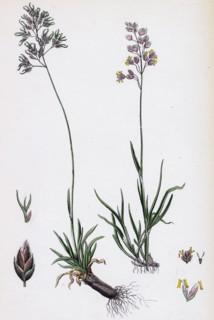 Poa alpine; Alpine Meadow-grass