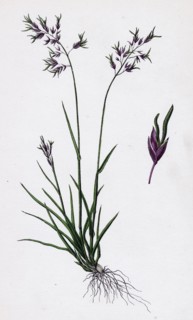 Poa stricta; Straight-stemmed Meadow-grass