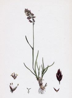 Poa eu-laxa; Wavy Meadow-grass