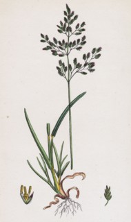 Poa caesia; Caesious Meadow-grass