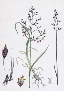 Poa dissitiflora; Glaucous Meadow-grass