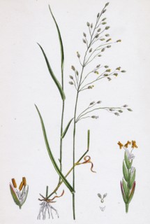 Poa nemoralis, var. genuina; Wood Meadow-grass, var. a.