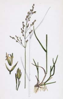 Poa nemoralis, var. Parnellii; Wood Meadow-grass, var. e.