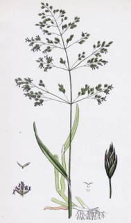 Poa trivialis; Rough Meadow-grass
