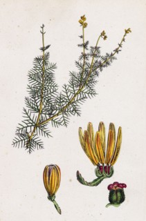 Myriophyllum alterniflorum; Alternate-flowered Water-Milfoil
