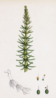 Hippuris vulgaris; Common Mare's-tail