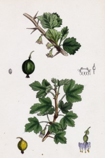 Ribes Grossularia; Gooseberry