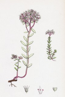 Sedum eu-album; Sedum album and Sedum micranthum; White Stone-crop