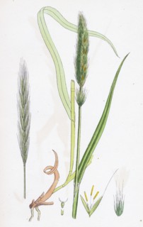 Hordeum sylvaticum; Wood Barley