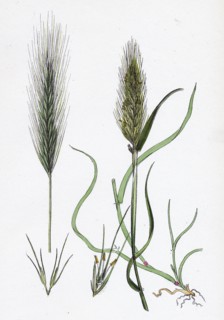 Hordeum murinum; Wall Barley