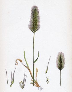 Hordeum maritimum; Sea Barley