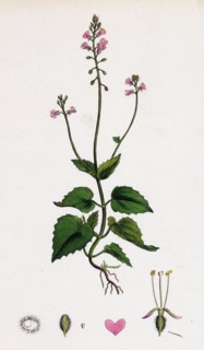 Circaea alpina; Alpine Enchanter's-Nightshade