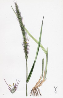 Triticum caninum; Wood Couch-grass