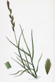 Triticum acutum; Decumbent Sea Couch-grass
