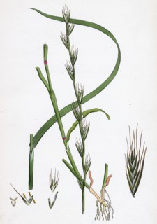 Lolium temulentum, var. genuinum; Common Darnel, var. a.