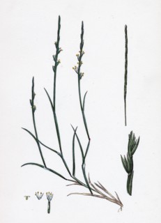Lepturus filiformis; Sea Hard-grass