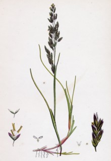 Sclerochloa maritima; Creeping Sea Meadow-grass