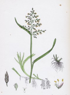 Poa annua; Annual Meadow-grass