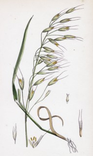 Avena strigosa; Black Oat