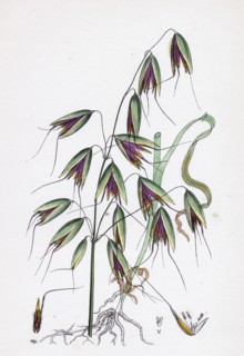 Avena fatua; Wild Oat
