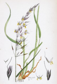 Avena elatior; False Oat-grass