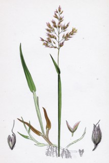 Holcus mollis; Creeping Soft-grass