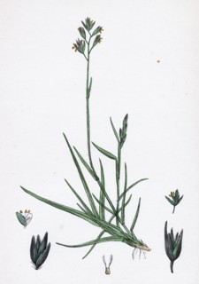 Triodia decumbens; Decumbent Heath-grass
